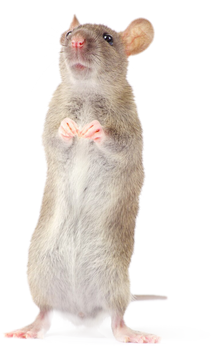 rat
